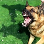 When is a Landlord Held Responsible for a Dog Bite Inflicted by a Tenant’s Dog?