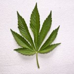 marijuana DUI