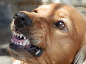Landlord liability for dog bites applies when the landlord knows of a dog's dangerous nature.
