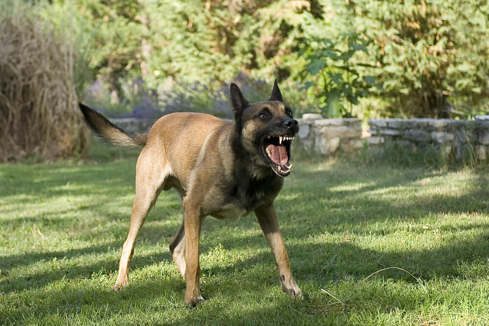 Aggressive dog barking outdoors