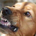 dog baring teeth