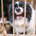 dog snarling through fence