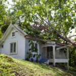 tree that fell on house